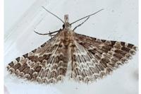 Alucita grammodactyla