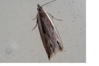 Ancylis apicella