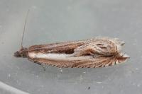 Ancylis apicella