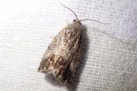Cydia splendana