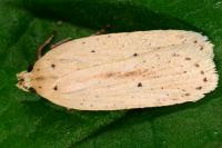 Agonopterix pallorella