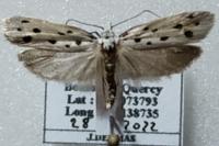 Ethmia dodecea
