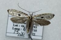 Yponomeuta plumbella