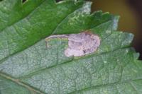 Stigmella viscerella