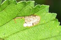 Stigmella viscerella