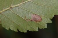Stigmella viscerella