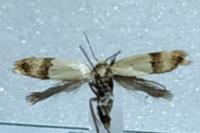 Odites kollarella