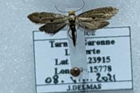 Tinea trinotella