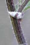 Neocochylis hybridella