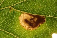 Ectoedemia albifasciella