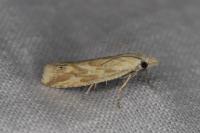 Thiodia citrana