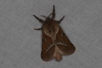 Triodia sylvina