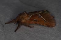 Triodia sylvina