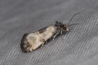 Neocochylis dubitana
