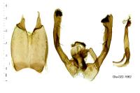 Agdistis tamaricis