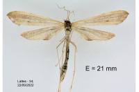Agdistis tamaricis