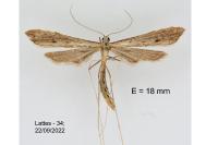 Agdistis heydenii
