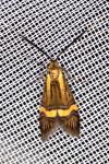 Nemophora degeerella