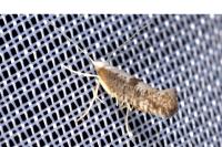 Argyresthia spinosella