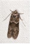 Blastobasis glandulella