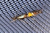 Cosmopterix orichalcea