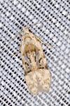 Altenia scriptella