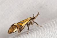 Alabonia geoffrella