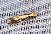 Monopis obviella