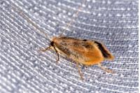 Tinea semifulvella