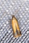 Coptotriche marginea