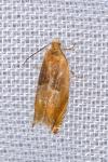 Ancylis mitterbacheriana
