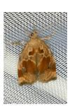 Archips crataegana