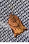 Archips podana