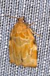 Archips xylosteana