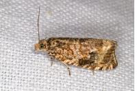 Celypha lacunana