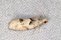 Epinotia bilunana