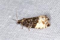 Hedya pruniana