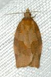 Pandemis heparana