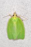 Tortrix viridana