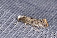 Paraswammerdamia albicapitella