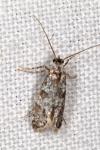 Scythropia crataegella