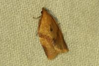 Clepsis consimilana