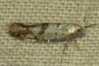 Argyresthia curvella