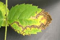 Stigmella anomalella