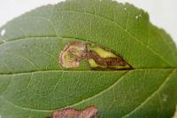 Stigmella catharticella
