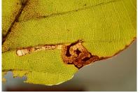 Stigmella hemargyrella