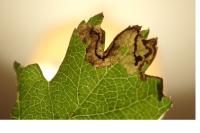 Stigmella regiella