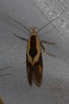 Harpella forficella