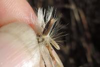Coleophora asteris