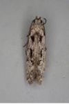 Carpatolechia decorella